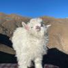 汤小羊🐏