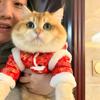 满金喵嘟嘟