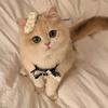 🐈猫