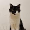 狗剩是只猫