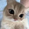 玉米小熊