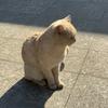 风车小咪