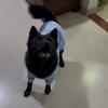 黑锋凛凛