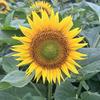 向日葵🌻