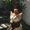极速烤鱼.