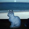偷走月亮的猫