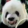 白白妈