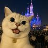在路上的猫