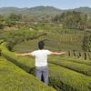 大杨的茶局