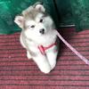 小朱聊养狗🐶