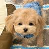 铂金犬舍-小可