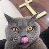 蓝胖子元宝