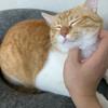 粤半猫（游戏版）
