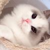 超级猫咪大王