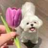 番茄车厘子