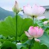 顺其自然🌺