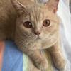 猪精约克夏