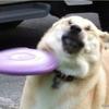 狗