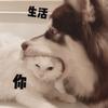 滚滚不是广坤
