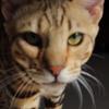 BOSS CAT国际孟加拉豹猫舍
