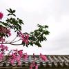 大兴俺领