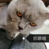 大懒猫