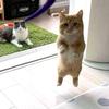 猫坐