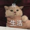 大漠悍匪z会长