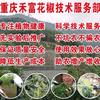 农技师☞赵小东
