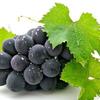 橙学长葡仔🍇