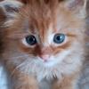 猫咪