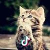 九条命的猫