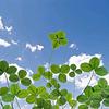 🍀幸运草🍀