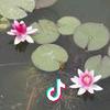 玫瑰花雨