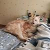 不会说话的猪