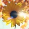 快乐的向日葵🌻