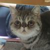 猫主