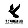 福州北翔台鸽