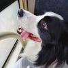 faker是边牧啦🐶