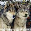 一只哈士狼~