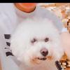 百鹤仙生
