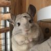 兔兔🥳