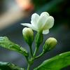 茉莉