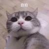 阿鸡阿啄