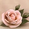 玫瑰💄🌹