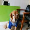 导盲犬壮壮&导盲犬欧弟