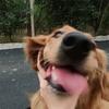 庆庆小鸟是一只猪