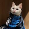 一个都不少的暖图—猫叔宠摄