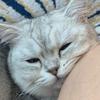 美瞳是我的猫