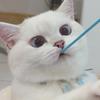 嘟嘟不是猪猪